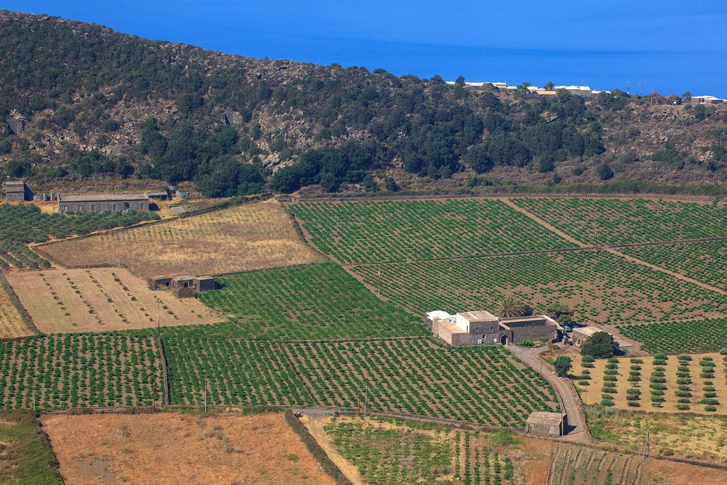 Piantagione di zucchine a Pantelleria con vista mare