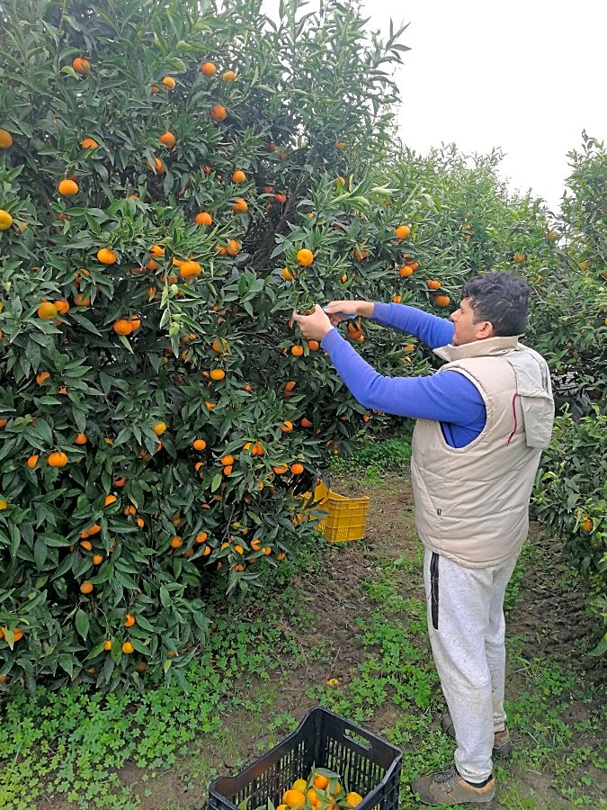 Frutteto PrimisuGoogle - Raccolta clementine per clienti, partner e amici